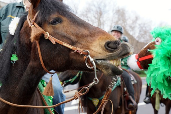 Horsing Around at the City of Dublin St. Patrick's Day Parade 2013