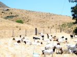 Behind the Cal Poly&nbsp;Dorms
